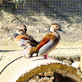 Anatre alzavole brasiliane