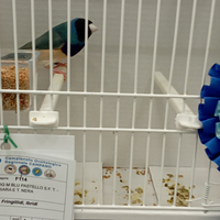 Uccelli diamanti di gould