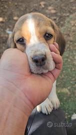 Beagle