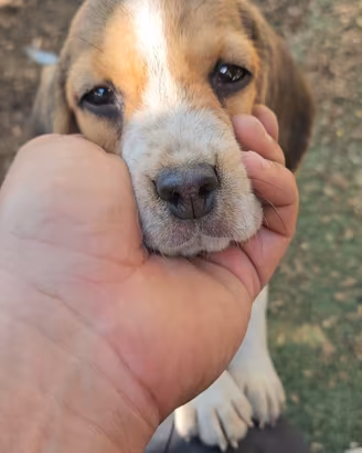 Beagle