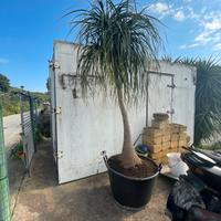 Beaucarnea recurvata