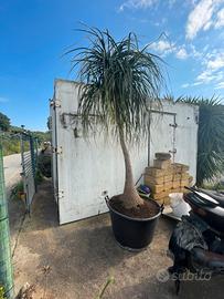 Beaucarnea recurvata