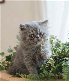 Gattina persiana