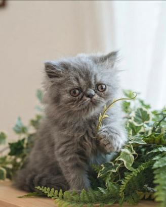 Gattina persiana