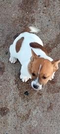 Cane jack Russell