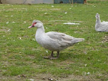 Anatre mute grigio perla