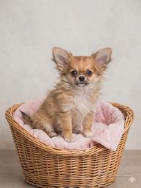 Chihuahua pelo lungo femminuccia