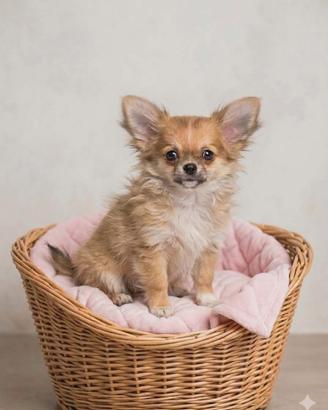 Chihuahua pelo lungo femminuccia