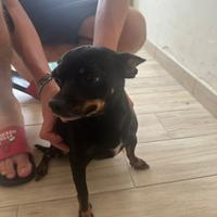 Incrocio Pincher- chihuahua