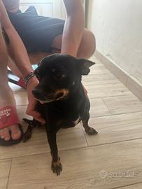 Incrocio Pincher- chihuahua