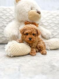 Cuccioli barbonvini mini toy M e F