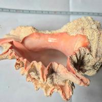 Conchiglie 
