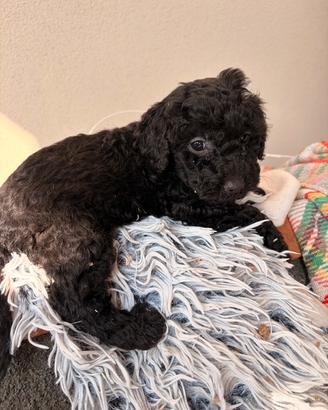 Cuccioli di barboncino