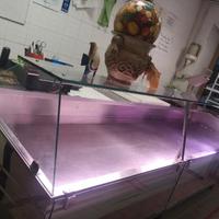 bancone frigorifero e banchetto frutti di mare 