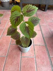 Piante