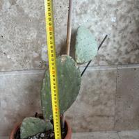 Fico d’India 70cm
