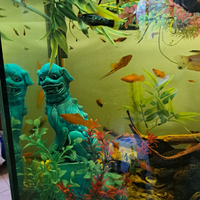 Xiphophorus maculatus e X. helleri Platy, Porta sp