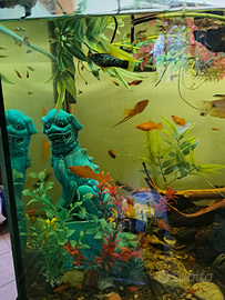 Xiphophorus maculatus e X. helleri Platy, Porta sp