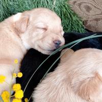 Labrador femmine