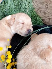 Labrador femmine