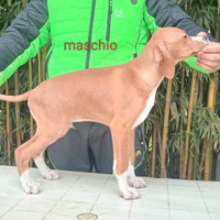 Pointer inglese