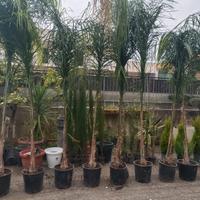 palme cocos di Grandi dimensioni 