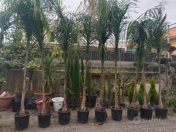 palme cocos di Grandi dimensioni 