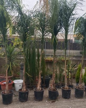 palme cocos di Grandi dimensioni 