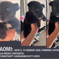 Taglia media- contenuta meticci