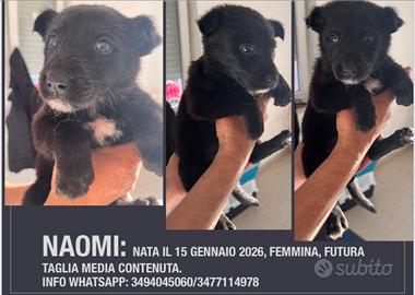 Taglia media- contenuta meticci