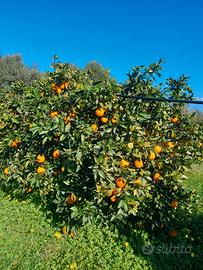 Monastir. Loc. Sa Murta. Agrumeto di 8600 mq