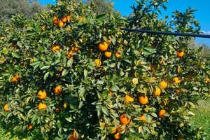 Monastir. Loc. Sa Murta. Agrumeto di 8600 mq