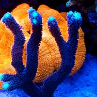 Acquario marino coralli