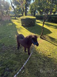 Mini pony femmina