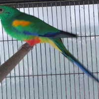 Psephotus varius coppia riproduttiva