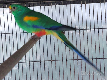 Psephotus varius coppia riproduttiva