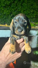 Bassotto a pelo duro