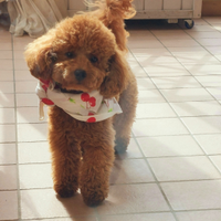 Oliver Queen barboncino toy per accoppiamento