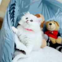 Gattina British di rara bellezza Scottish