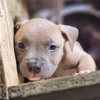 Pitbull ukc