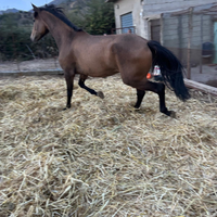 Puledra spagnola di 3 anni Baskin