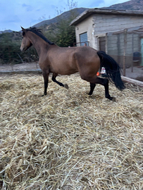 Puledra spagnola di 3 anni Baskin