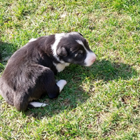 Cuccioli border collie nati inizio febbraio,