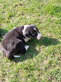 Cuccioli border collie nati inizio febbraio,