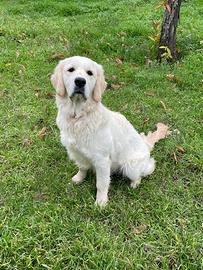 Cucciolona di Golden Retriever