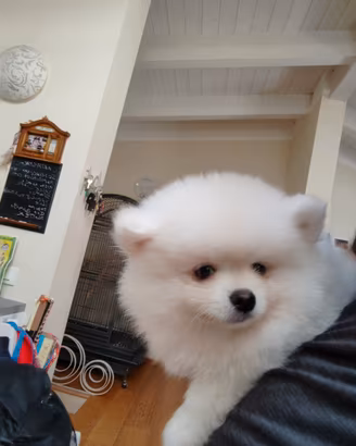 Volpino della Pomerania