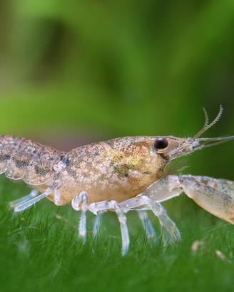 Cambarellus diminutus