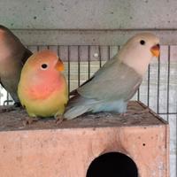 Femmina inseparabile
