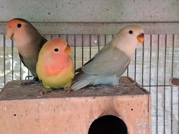 Femmina inseparabile