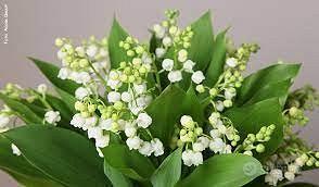 Vasi di mughetto molto preziosi